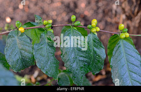 African caffè (Coffea Stenophylla), Africa occidentale Foto Stock