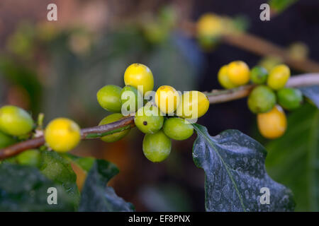 African caffè (Coffea Stenophylla), Africa occidentale Foto Stock