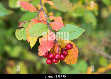 Frutti di bosco su alder frangola (Frangula alnus), Baviera, Germania Foto Stock