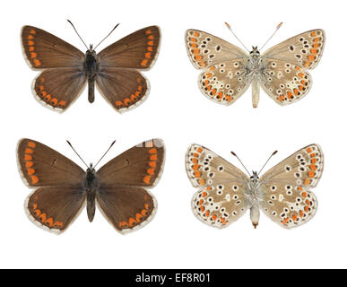 Brown Argus - Aricia agestis - maschio (riga superiore) - femmina (riga inferiore). Foto Stock