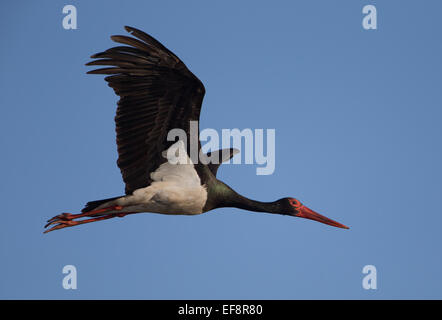 Cicogna Nera (Ciconia nigra) in volo Foto Stock