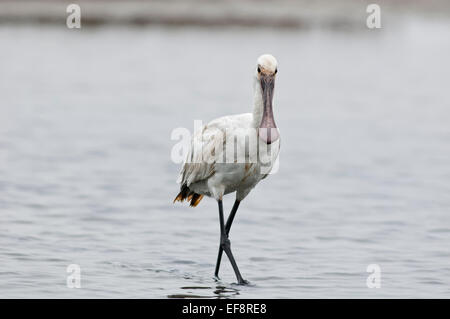 Ritratto Eurasian spatola Platalea leucorodia, giovane a camminare in una palude. Foto Stock