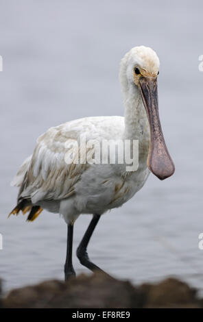 Ritratto Eurasian spatola Platalea leucorodia, giovani in una palude. Foto Stock