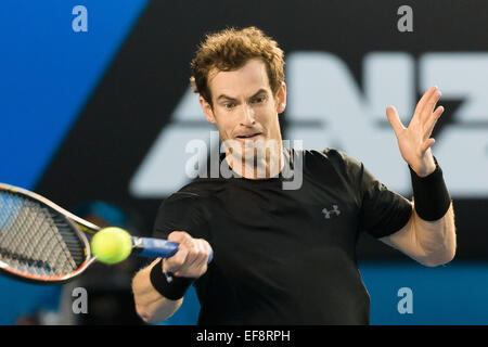 Melbourne, Australia. 29 gen, 2015. 6 seme Andy Murray (GBR) in azione in un match in semifinale contro 7 seme Tomas BERDYCH (CZE) il giorno undici del 2015 Australian Open Grand Slam torneo di tennis a Melbourne Park a Melbourne, Australia. Sydney bassa/Cal Sport Media. Credito: csm/Alamy Live News Foto Stock