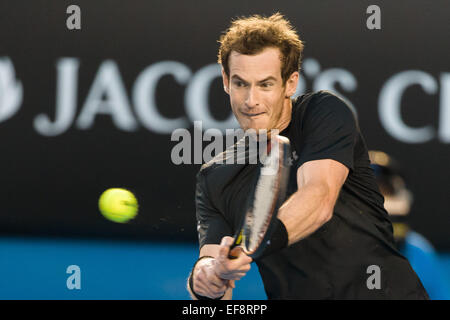 Melbourne, Australia. 29 gen, 2015. 6 seme Andy Murray (GBR) in azione in un match in semifinale contro 7 seme Tomas BERDYCH (CZE) il giorno undici del 2015 Australian Open Grand Slam torneo di tennis a Melbourne Park a Melbourne, Australia. Sydney bassa/Cal Sport Media. Credito: csm/Alamy Live News Foto Stock