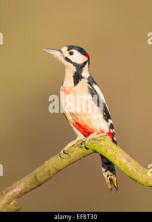 Regno Unito, Wild Picchio rosso maggiore sul ramo Foto Stock