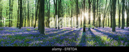 Bluebell Forest all'alba, Micheldever, Hampshire, Inghilterra, Regno Unito Foto Stock