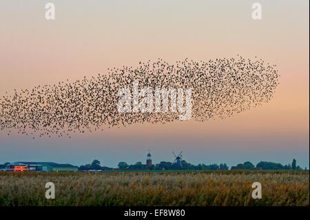 Stormo di storni volando sul campo, Frisia orientale, Bassa Sassonia, Germania Foto Stock