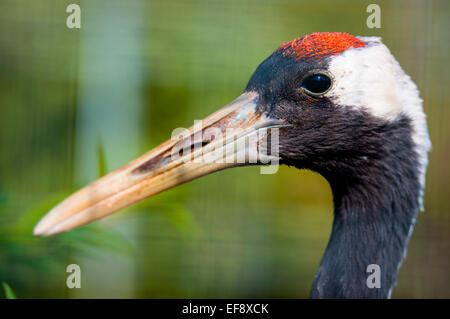 Bellissimo uccello seduto su un ramo Foto Stock