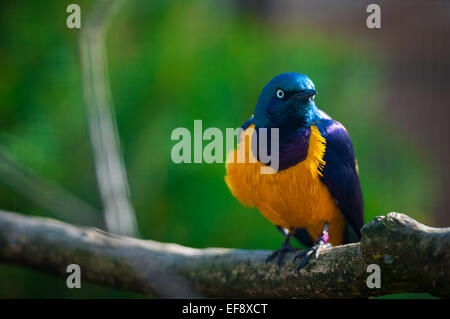 Bellissimo uccello seduto su un ramo Foto Stock