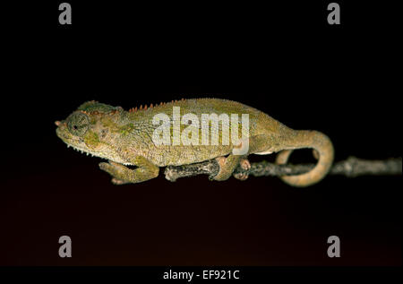 Due balle-cornuto camaleonte (triocerus balebicornutus), foresta di Harenna, montagne di balle, oromiya, Etiopia Foto Stock