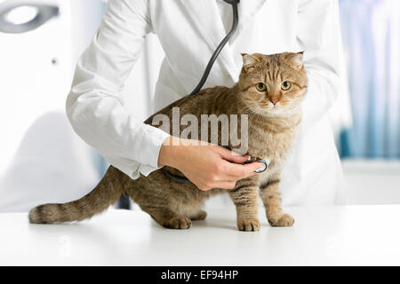 Cat in clinica veterinaria Foto Stock