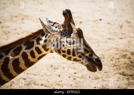 Bella la giraffa in un parco zoo Foto Stock