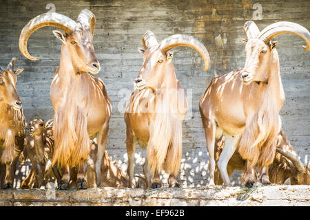 Capricorno, bel gruppo di Spagnolo ibex, tipico animale Foto Stock