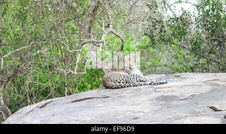 Leopardo dello Sri Lanka su una roccia a Yala National Park.Sri Lanka. Foto Stock