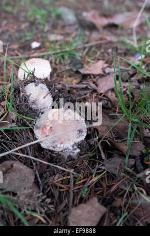 Tre nuovi toadstools (probabilmente parasol ma è difficile essere sicuri) cresce in terra. Foto Stock