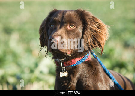 Un Spanlab o Labradinger o Springador cane - un Labrador incrociato con un English Springer Spaniel. Foto Stock