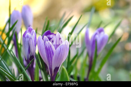 Primo piano sulla bella viola crocus su sfondo colorato Foto Stock