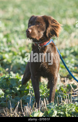Un Spanlab o Labradinger o Springador cane - un Labrador incrociato con un English Springer Spaniel. Foto Stock