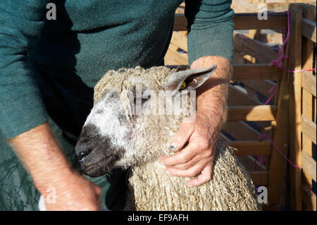 Pecore essendo lavato a Masham pecore Fair, nell'Yporkshire Dales, North Yorkshire Foto Stock