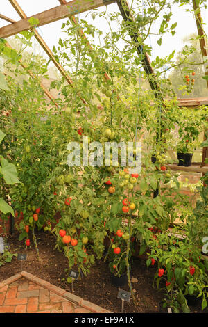 Pomodori crescente sulla vite iin una serra n la frutta e orto a Rosemoor nel Devon, Inghilterra, Regno Unito Foto Stock