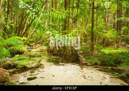 Acqua cristallina di Wanggoolba Creek su Fraser Island. Foto Stock