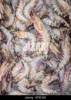 Re fresco gamberetti sul mercato del pesce di Dar es Salaam. Foto Stock