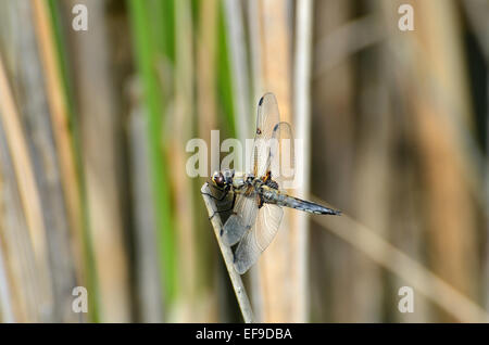 Una libellula in appoggio in prossimità di un lago, nella campagna della Francia Foto Stock