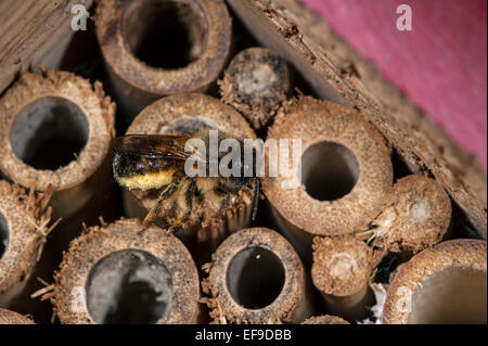 Ape Mason / builder apee / europeo di orchidea Osmia cornuta - carico di polline e nettare - nidificazione in fusto cavo in hotel di insetti per le api solitarie Foto Stock