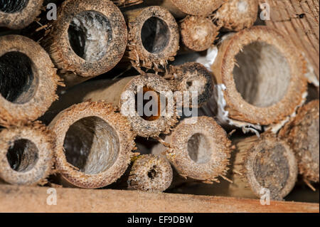 Ape Mason / builder apee / europeo di orchidea Osmia cornuta - carico di polline e nettare - nidificazione in fusto cavo in hotel di insetti per le api solitarie Foto Stock