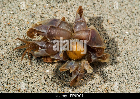 Oca Blue cirripedi / boa barnacle / blu sgambate barnacle (Lepas fascicularis / Dosima fascicularis) lavato sulla spiaggia Foto Stock