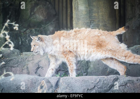 Lince iberica a caccia di un uccello Foto Stock