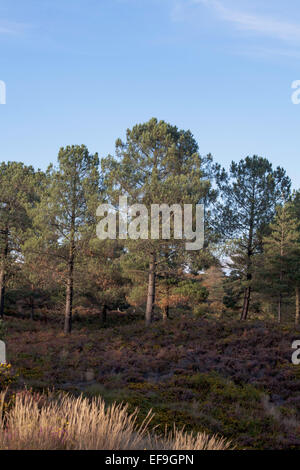 Foresta di pino silvestre alberi cui Canford Heath Poole Dorset Inghilterra Foto Stock