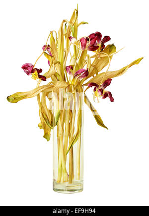 Appassì bouquet di tulipani in vaso isolato su bianco Foto Stock