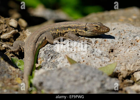 Tenerife Nord Lizard (Gallotia galloti eisentrauti), Foto Stock