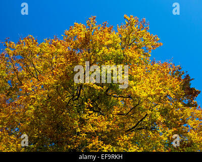 Vista fino a rami di un albero in autunno al sole con foglie che mostra colori dorati contro un cielo blu chiaro Foto Stock