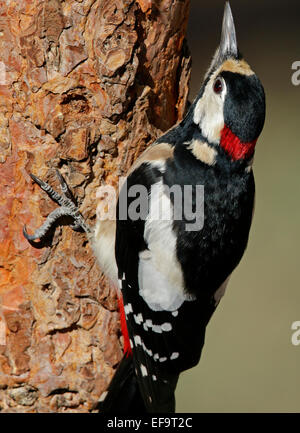 Picchio rosso maggiore, maschio (Dendrocopos major canariensis) gara endemiche per Tenerife, Foto Stock