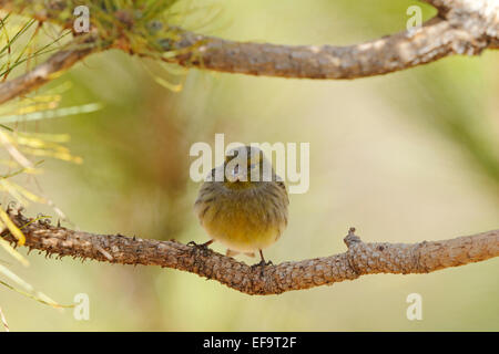 Atlantico (Canarie Serinus canaria), Tenerife Foto Stock