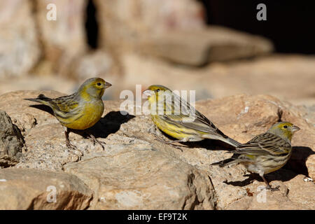 Atlantico (Canarie Serinus canaria) sul terreno, Tenerife Foto Stock