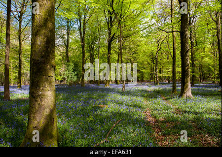 Bella la molla Bluebells in boschi Grovely Wishford vicino a Salisbury Foto Stock