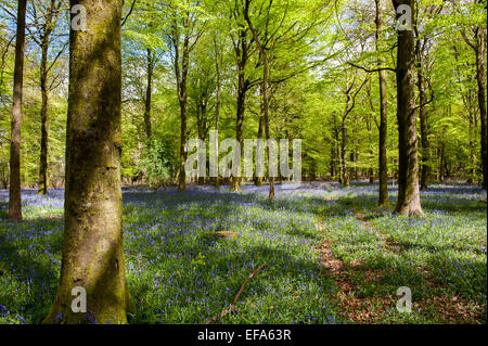 Bella la molla Bluebells in boschi Grovely Wishford vicino a Salisbury Foto Stock