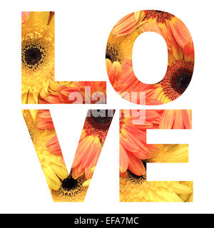 La parola amore fatta da gerbera o Barberton daisy flower immagine su sfondo bianco Foto Stock