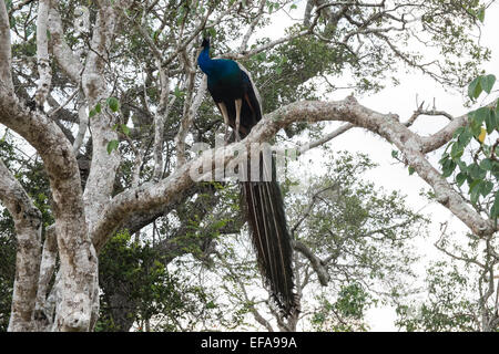 Peacock nella struttura ad albero a Yala National Park,Sri Lanka. Foto Stock
