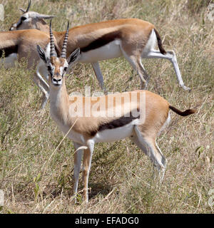 Un Thomson gazelle (Eudorcas thomsonii) guardando la telecamera nel Parco Nazionale del Serengeti, Tanzania Foto Stock