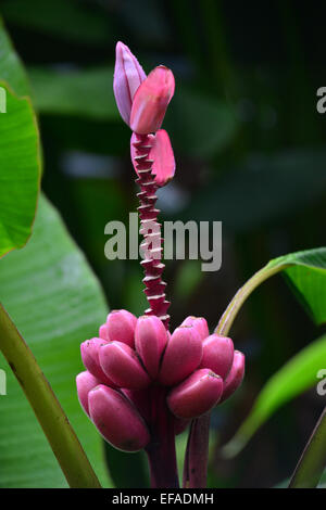 Banana Flower (Musa paradisiaca) con infructescence, Reunion Foto Stock