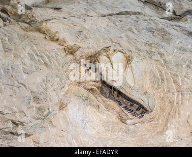 Findspot coperto di ossa di dinosauro, dinosaur National Monument, JENSEN, Utah, Stati Uniti Foto Stock