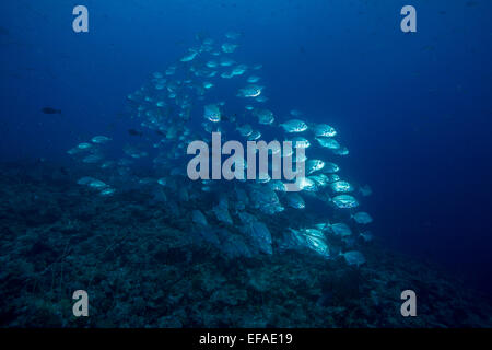 Scuola di tonno obeso Trevallies (Caranx sexfasciatus), Palau Foto Stock