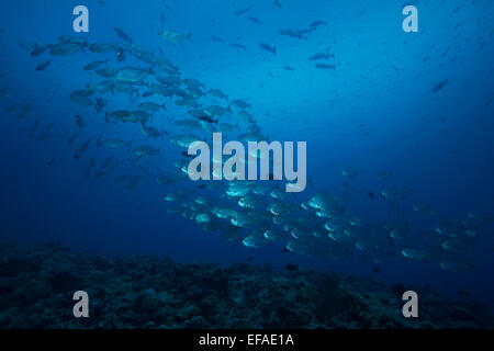 Scuola di tonno obeso Trevallies (Caranx sexfasciatus), Palau Foto Stock