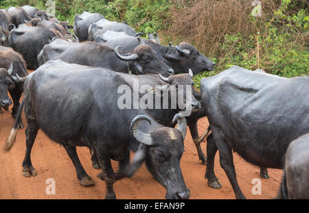 Bufalo d'acqua presso il parco nazionale Yala.Sri Lanka. Foto Stock