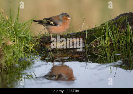 Fringuello su un registro da un laghetto con il riflesso nell'acqua Foto Stock
